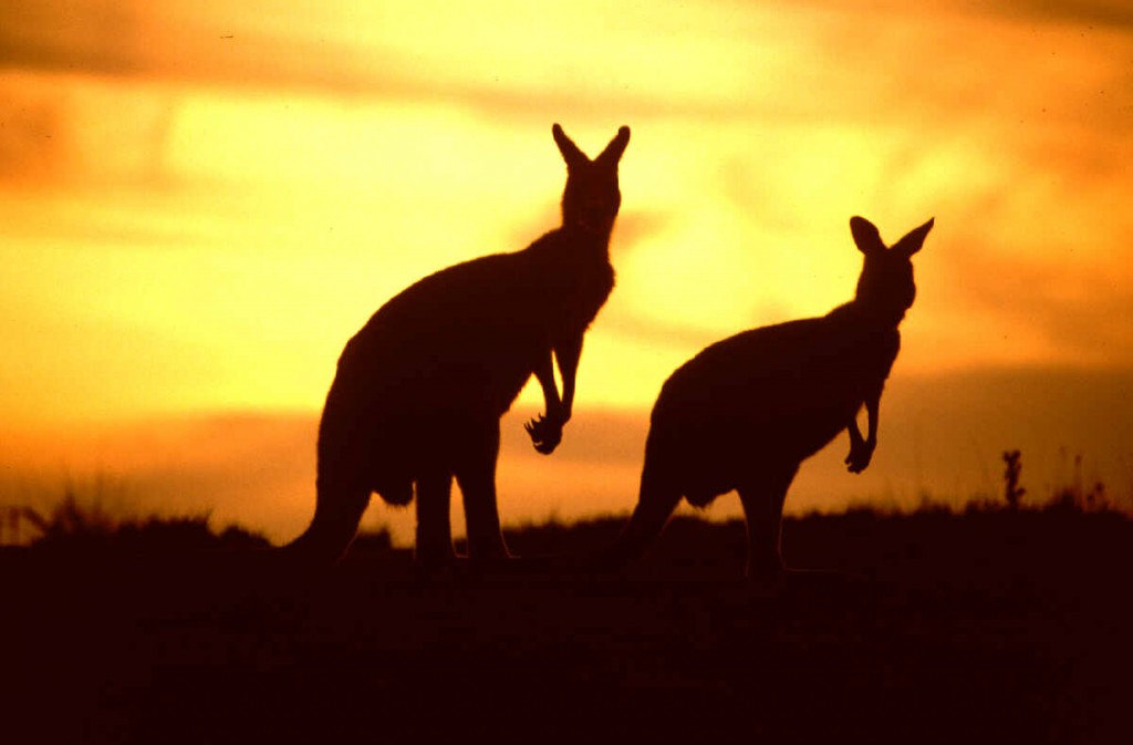 kangaroos